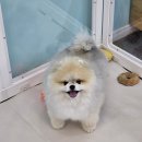 보드레 애견미용실 이미지