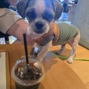 대명 게임장 | 펫 클럽앤리조트 비발디파크 플레이그라운드, 비발디파크 곤돌라 애견동반 후기 (2025.08.05~2025.08.06)