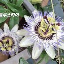 블루스카이 Daum카페
