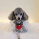 바니펫살롱 이미지