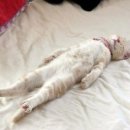 한이침장 이미지