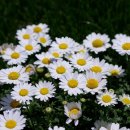 신평1동-11 이미지