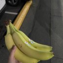 물뿜는 고래 | 캐나다워홀(D+143~145) 듀근듀근 빅토리아 고래투어(돈날린) 후기