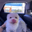 산돼지마을 이미지