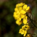 지천소공원 이미지