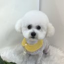 화사하개 이미지