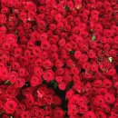 영남화훼농협 이미지