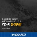 펫토피아 동물병원 | 송파동 동물병원 강아지 유선종양 수술 후기