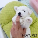 파주운정강아지분양 호야펫 이미지