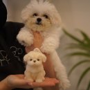 써니 애프터눈 이미지