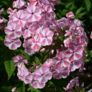 풀협죽도 [Garden phlox, 플록스 파니쿨라타 (Phlox paniculata)] 이미지