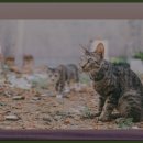 웰리힐리파크 관광단지 이미지