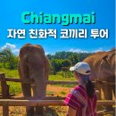 치앙마이 코끼리 보호소 Elephant Dream Project 반나절 투어 솔직 후기