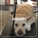 제주 공항 근처 sohappy 쏘해피 반려견 상주견 카페 추천 & 식물 편집샵 녹음실