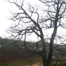 다박솔 | 멋스런 나무들과의 만남 <고창여행>