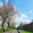 경인로1032번길 | 인천 벚꽃 명소(벚꽃이 예쁜 옛 기찻길)