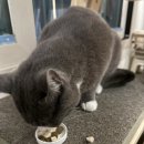 포천대신동물병원 | 태일동물치과병원 고양이 구내염 발치 후기