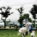 퍼피랜드 이미지