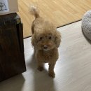김해 율하 24시 애견수제간식 &#39;맛있개먹었냥&#39; 후기
