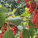 도마샌드 이미지