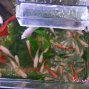 바글바글PC 이미지