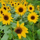 설악산 대청봉 산행(오색약수-대청봉-서부능선-한계령) 이미지