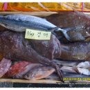 3월29일. 오늘 무료 경매 잡어 생선은 아귀, 삼치, 상어, 大가자미, 물텀벙...입니다. 이미지
