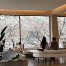 줄리아 | 전주 근교 벚꽃 명소 완주 모악산 카페 [마마줄리아] 내돈내산 후기