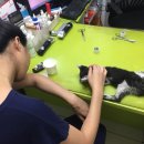 조이동물병원 제니스점 이미지