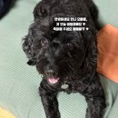 멍칫 | [구로] 수제간식 / 피크닉 / 캠핑세트 / 강아지 케이크 주문할 땐 '멍칫'🐶