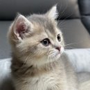 천안고양이 분양 퍼스트캣 본점 이미지