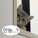 옛날안동찜닭 | 안동 김대감찜닭 | 안동 구시장 찜닭골목에서 먹은 안동찜닭 내돈내산 후기