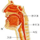 연하곤란 환자를 위한 운동방법 이미지