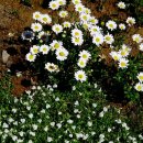 꽃과 한옥 이미지