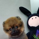 쥬티펫 신탄진점 이미지