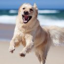 이츠펫 온양점 이미지