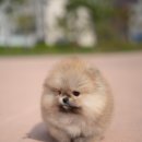 아르르펫 이미지