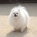 개팔자상팔자 이미지