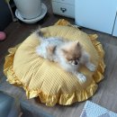 제라펫 | 강아지 마약방석 추천 펫퀸 강아지방석 실사용 후기