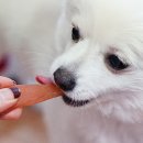 와다다펫푸드 이미지