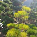 황금소나무 이미지