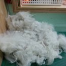 홍지연애견샵 이미지