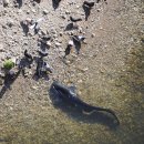 ﻿물밖에 나와 비둘기 사냥하는 유럽의 ‘괴물 메기’ 이미지