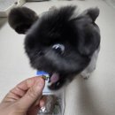 닥터맘마 | 오븐베이크 강아지 사료 닥터맘마 케어핏 스킨 체험 후기