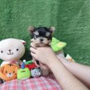 광주강아지분양 고양이분양 펫왕국 이미지