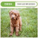 카바푸 성견 매력 완전정리