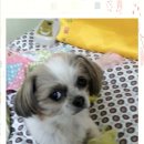 스누피동물병원 네이버블로그