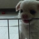 꿀벌집 네이버블로그