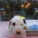 바우와우 이미지