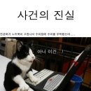 고양이가 재연한 어본 진관희 사건~! 이미지